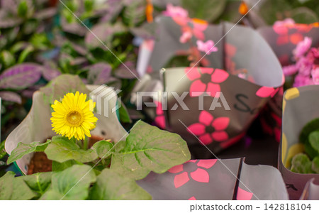 Yellow flower stands out among potted plants with colorful packaging in a greenhouse, showcasing a variety of foliage and floral arrangements Yellow flower stands out among potted plants with colorful packaging in a greenhouse, showcasing a variety of foliage and floral arrangements 142818104