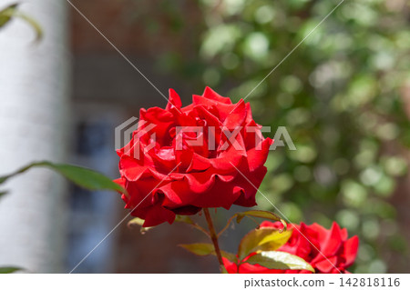 Vibrant red rose flower in full bloom surrounded by green leaves, with a blurred background featuring a brick wall and garden foliage Vibrant red rose flower in full bloom surrounded by green leaves, with a blurred background featuring a brick wall and garden foliage 142818116