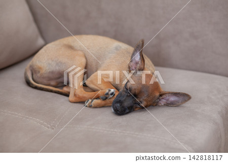 Small brown dog is peacefully sleeping curled up on a light-colored couch with a soft fabric texture in a cozy indoor environment Small brown dog is peacefully sleeping curled up on a light-colored couch with a soft fabric texture in a cozy indoor environment 142818117