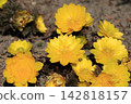 Flower of Fukujou 142818157