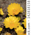 Flower of Fukujou 142818158