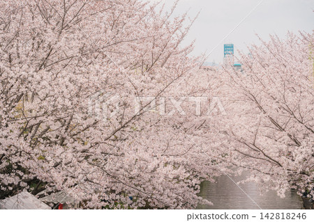 A tunnel of cherry blossoms enveloping the waterway A tunnel of cherry blossoms enveloping the waterway 142818246