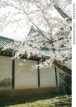 White temple walls and spring sunshine White temple walls and spring sunshine 142818256