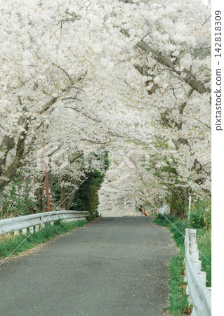 A tunnel of cherry blossoms along the Tamagawa River 142818309