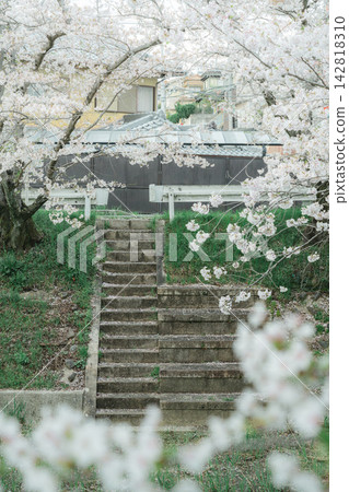 Stone steps seen through the cherry blossoms of Tamagawa Stone steps seen through the cherry blossoms of Tamagawa 142818310