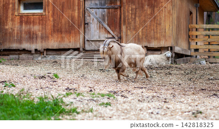 Brown goat moves through a farmyard with a wooden barn and sheep visible in the background, on a surface of gravel and grass Brown goat moves through a farmyard with a wooden barn and sheep visible in the background, on a surface of gravel and grass 142818325