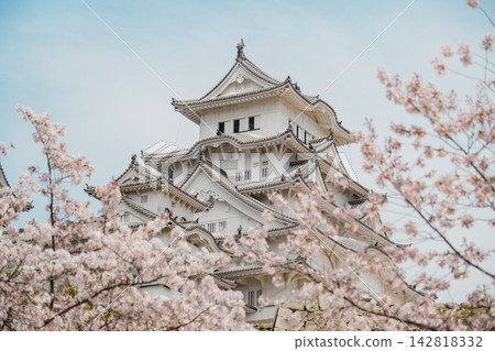 Himeji Castle's keep bordered by cherry blossoms Himeji Castle's keep bordered by cherry blossoms 142818332