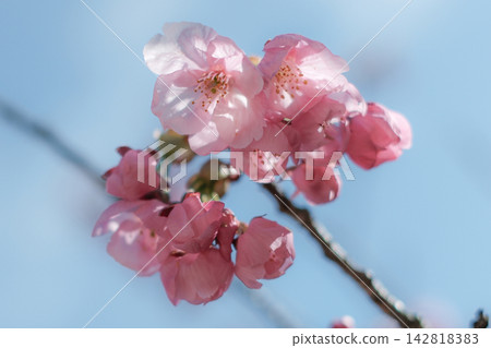 藍天下盛開著粉紅色的花簇 142818383