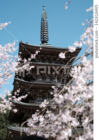 The five-story pagoda of Daigo-ji Temple among the cherry tree branches The five-story pagoda of Daigo-ji Temple among the cherry tree branches 142818405