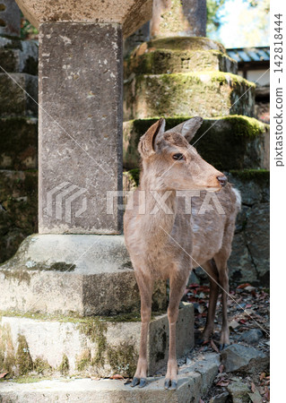 A deer standing beside a stone lantern at Kasuga Taisha Shrine A deer standing beside a stone lantern at Kasuga Taisha Shrine 142818444