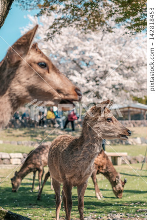 Deer gather under the cherry blossoms in Nara Park. 142818453