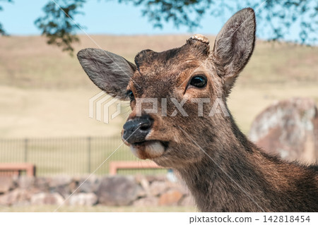 Portrait of a deer in Nara Park Portrait of a deer in Nara Park 142818454
