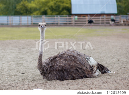 Ostrich lying on sandy terrain at a farm, surrounded by a wooden fence and lush green trees in the background Ostrich lying on sandy terrain at a farm, surrounded by a wooden fence and lush green trees in the background 142818609