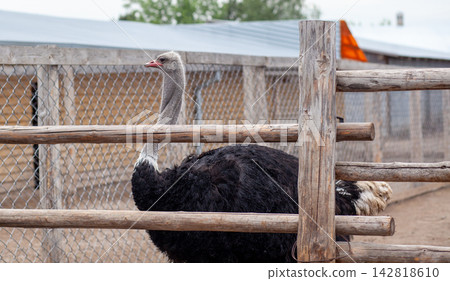 Ostrich positioned beside a wooden fence in an outdoor farm setting, with animal pens and structures visible in the background Ostrich positioned beside a wooden fence in an outdoor farm setting, with animal pens and structures visible in the background 142818610