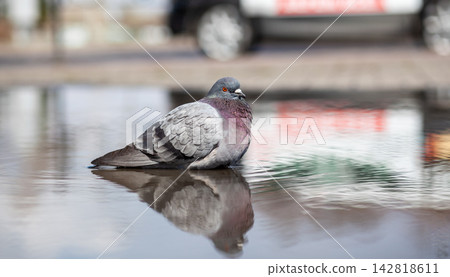 Pigeon sits calmly in a shallow water puddle, showcasing reflections, with an urban setting and a blurred car in the background Pigeon sits calmly in a shallow water puddle, showcasing reflections, with an urban setting and a blurred car in the background 142818611