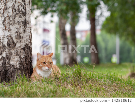 Ginger cat lies on grass beside a birch tree in a park, with blurred trees and urban elements visible in the background Ginger cat lies on grass beside a birch tree in a park, with blurred trees and urban elements visible in the background 142818612