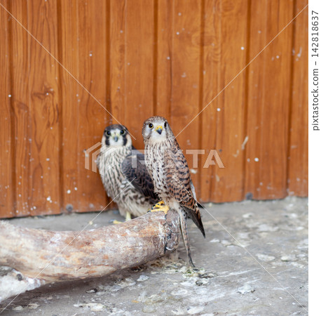 Two falcons are standing on a branch against a wooden wall, displaying unique feather patterns and colors in a natural environment Two falcons are standing on a branch against a wooden wall, displaying unique feather patterns and colors in a natural environment 142818637