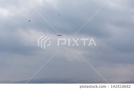 Birds fly gracefully in a cloudy sky above a distant mountain range, highlighting the serene beauty of nature and wildlife in their habitat Birds fly gracefully in a cloudy sky above a distant mountain range, highlighting the serene beauty of nature and wildlife in their habitat 142818682