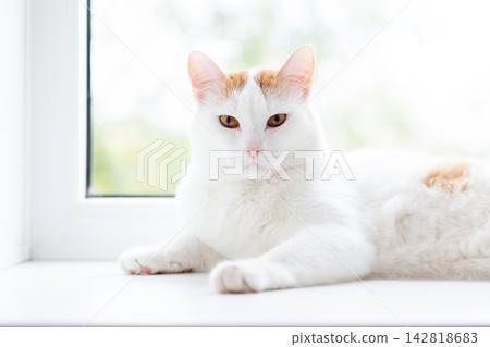White cat with orange patches lies on a windowsill, bathed in soft natural light, with a blurred green outdoor background visible White cat with orange patches lies on a windowsill, bathed in soft natural light, with a blurred green outdoor background visible 142818683