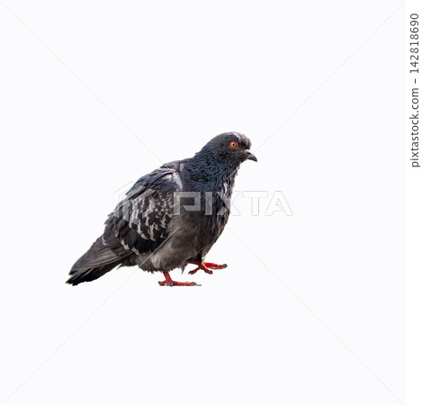 Gray pigeon with intricate feather patterns walks on a clean white background, highlighting its unique features and vibrant red feet 142818690
