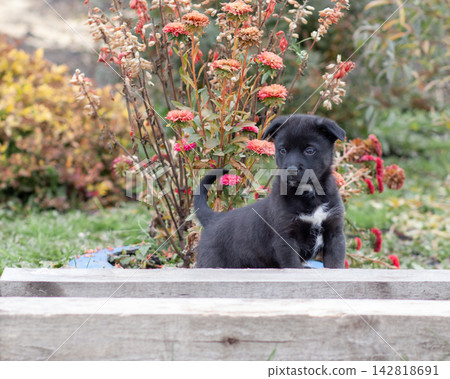 Black puppy with white markings poses in a garden filled with vibrant flowers and lush greenery under bright sunlight 142818691