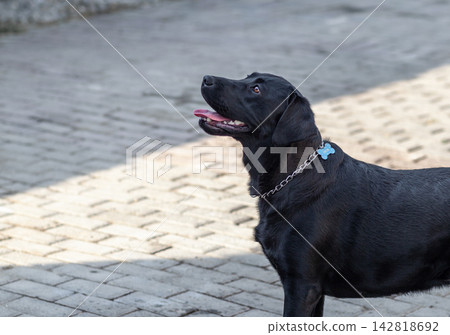 Black Labrador Retriever dog stands on a brick pathway, gazing upward with a playful demeanor, wearing a blue collar in bright sunlight Black Labrador Retriever dog stands on a brick pathway, gazing upward with a playful demeanor, wearing a blue collar in bright sunlight 142818692