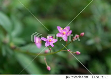 Hazelan flowers Hazelan flowers 142819128