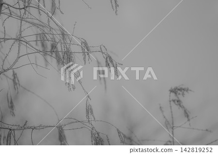 A black and white photograph capturing drooping branches and flower spikes with ample negative space. A black and white photograph capturing drooping branches and flower spikes with ample negative space. 142819252