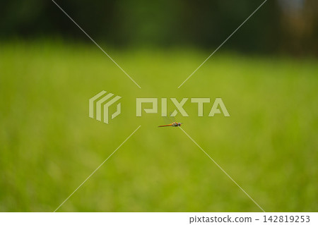 Dragonflies flying over green rice paddies Dragonflies flying over green rice paddies 142819253