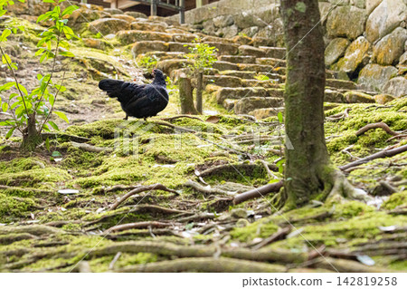 A black hen walks on moss-covered tree roots. A black hen walks on moss-covered tree roots. 142819258