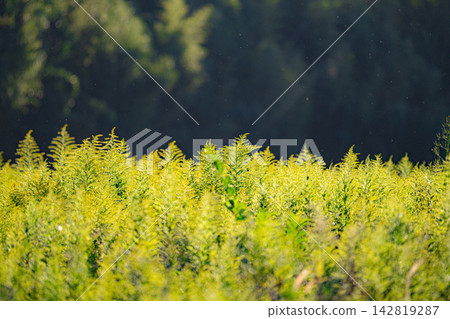 Field plants shining golden in the backlight. 142819287