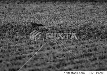A black and white photograph of a pigeon standing in a field after the harvest. A black and white photograph of a pigeon standing in a field after the harvest. 142819288