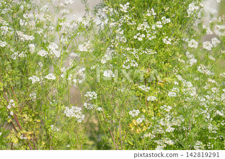 屬於胡蘿蔔科的野生植物，其特徵是葉子小，花序呈白色繖形。 142819291