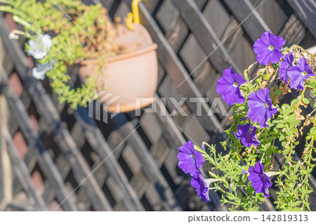 Purple petunias blooming in pots against a wooden lattice backdrop. Purple petunias blooming in pots against a wooden lattice backdrop. 142819313