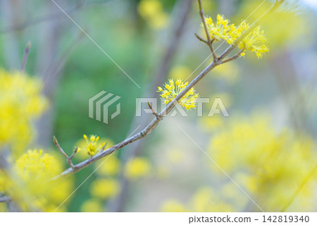 早春時節,枝頭盛開著黃色的山茱萸花。 早春時節,枝頭盛開著黃色的山茱萸花。 142819340