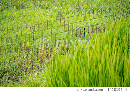 A rusty wire mesh fence crosses the grassy area. A rusty wire mesh fence crosses the grassy area. 142819344