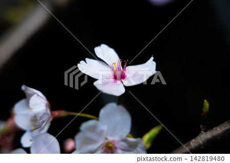 Beautiful cherry blossoms with pink stamens against a black background. 142819480