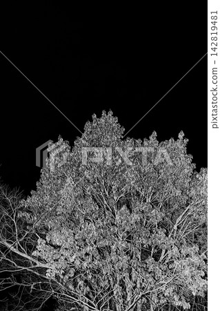 A monochrome landscape capturing the canopy of a large tree floating in a deep black sky. A monochrome landscape capturing the canopy of a large tree floating in a deep black sky. 142819481