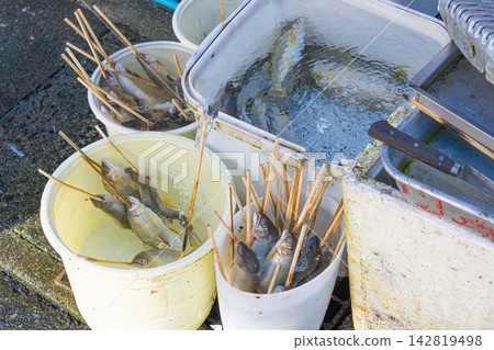 串在烤肉串上的香魚，等待烹飪，還有一個魚缸。 142819498