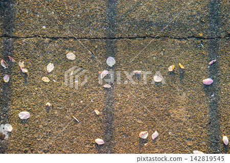 Cherry blossom petals scattered across the weathered pavement. Cherry blossom petals scattered across the weathered pavement. 142819545