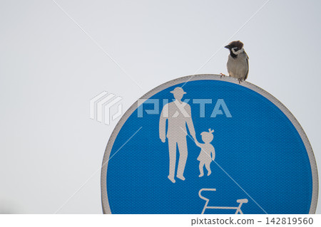 A sparrow perched on a blue pedestrian sign. A sparrow perched on a blue pedestrian sign. 142819560