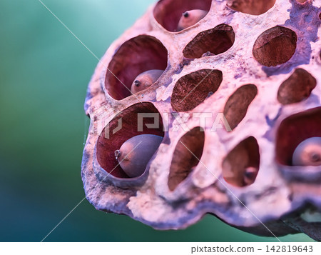 枯萎的蓮花樹幹 枯萎的蓮花樹幹 142819643