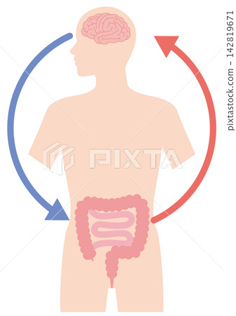 Brain and intestinal relationship Brain and intestinal relationship 142819671