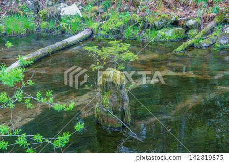 A new sapling sprouting from a moss-covered tree stump by a clear stream in Kamikochi: the regeneration and vitality of nature. 142819875