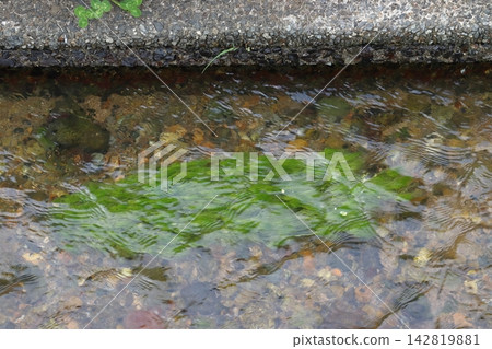 新野地區(兵庫縣神崎郡上川町)水毛茛的春季棲息地 新野地區(兵庫縣神崎郡上川町)水毛茛的春季棲息地 142819881
