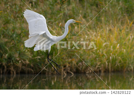 Great egret taking flight from the pond 142820122