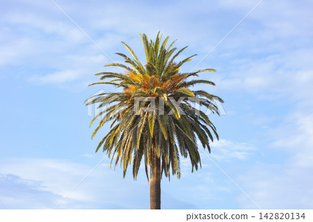 The top section of a large and picturesque palm tree The top section of a large and picturesque palm tree 142820134