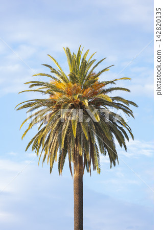 The top section of a large and picturesque palm tree The top section of a large and picturesque palm tree 142820135