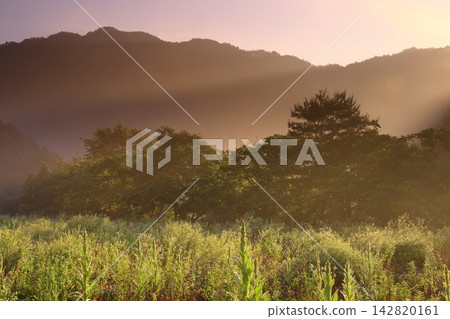 The morning light, shining like rays of light The morning light, shining like rays of light 142820161