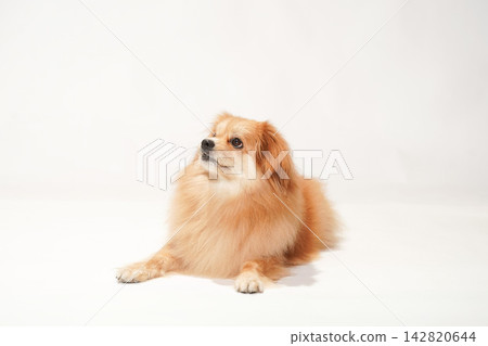 Portrait of Cabucks against a white background Portrait of Cabucks against a white background 142820644